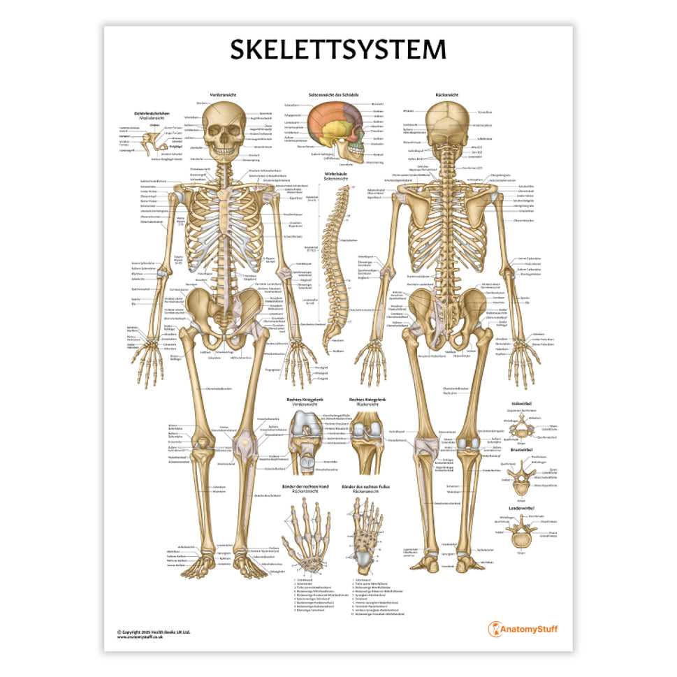 Skelettsystem Chart / Poster - German