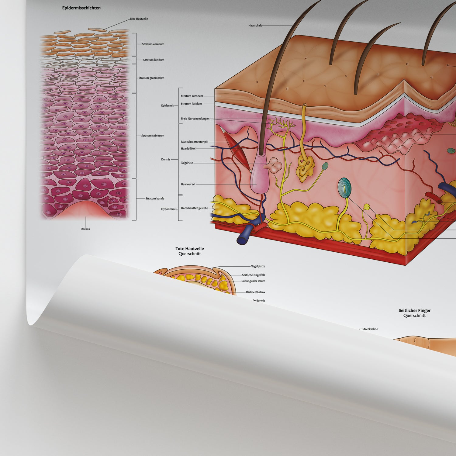 Haut, Haar & Nagelanatomie Chart / Poster - German