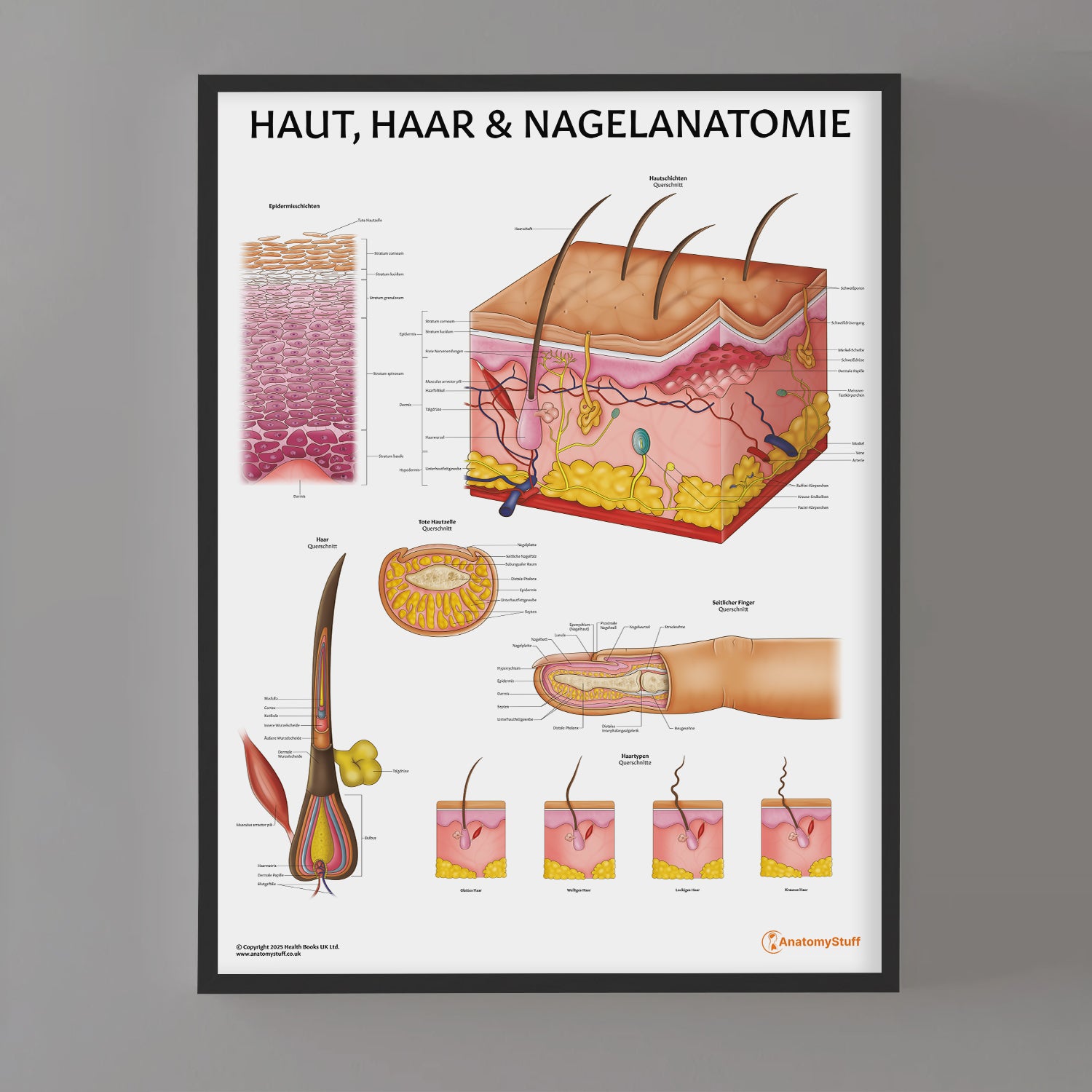 Haut, Haar & Nagelanatomie Chart / Poster - German