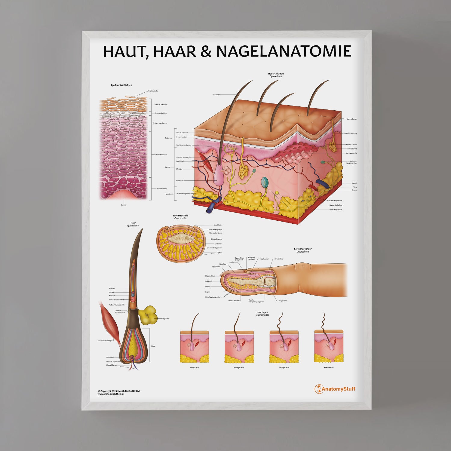 Haut, Haar & Nagelanatomie Chart / Poster - German