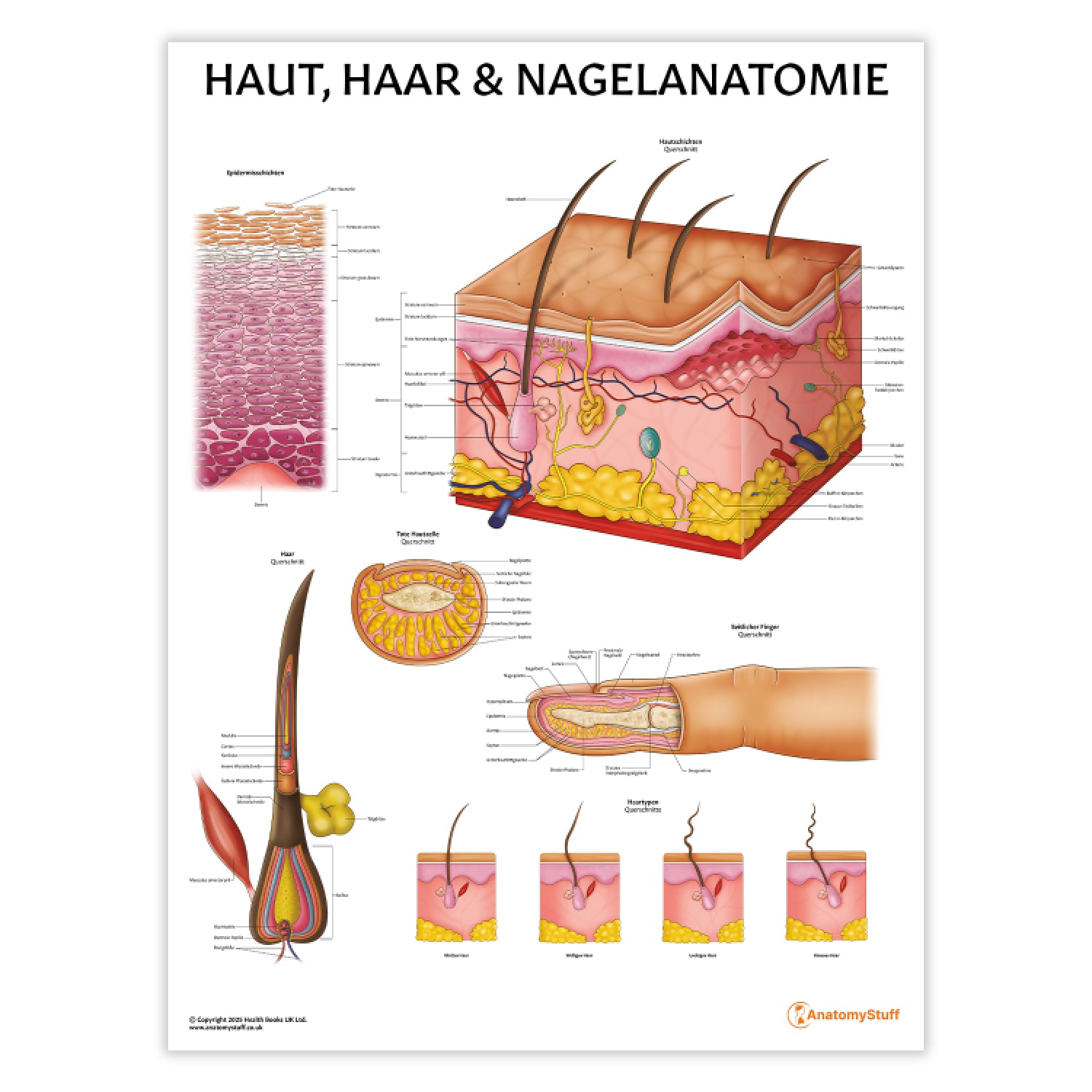 Haut, Haar & Nagelanatomie Chart / Poster - German
