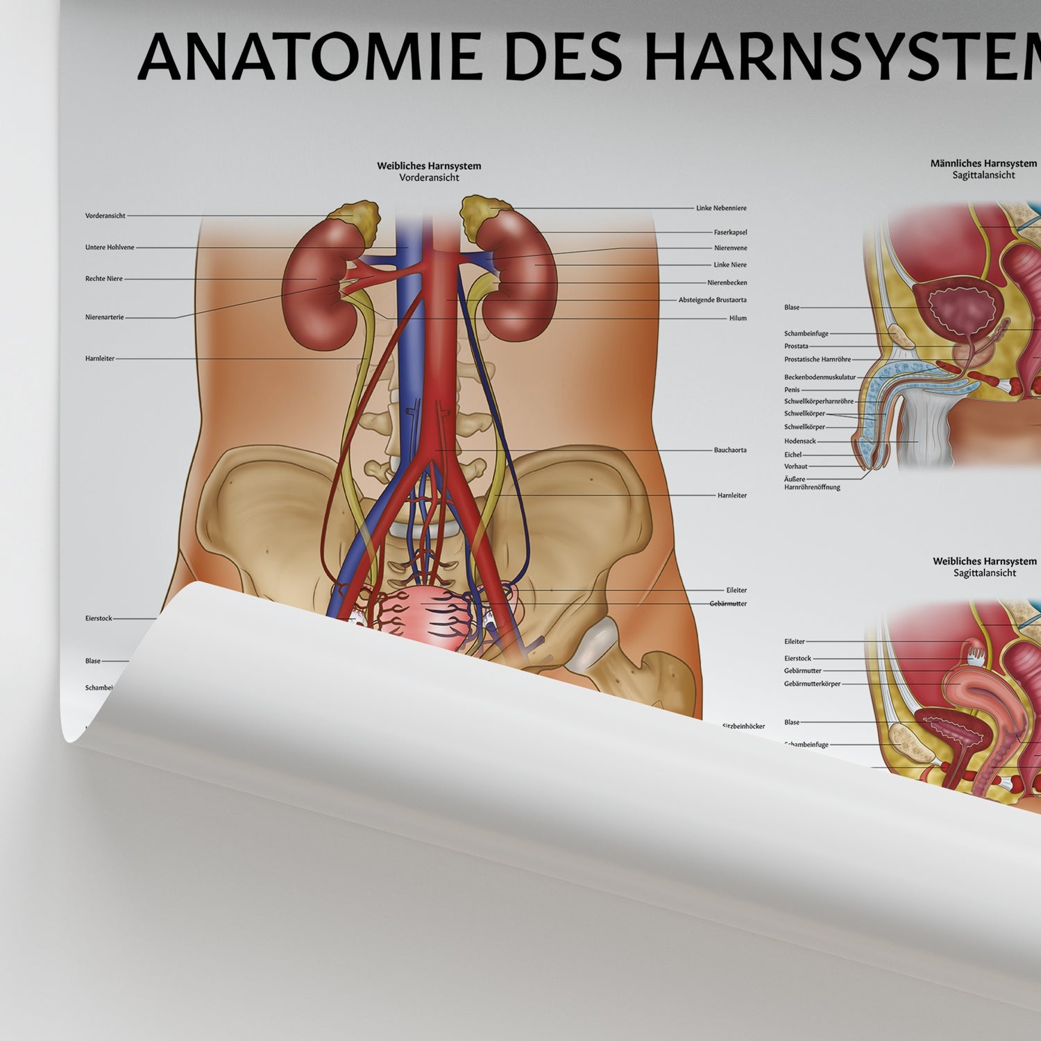 Anatomie des Harnsystems Chart / Poster - German