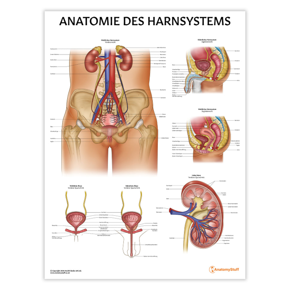 Anatomie des Harnsystems Chart / Poster - German