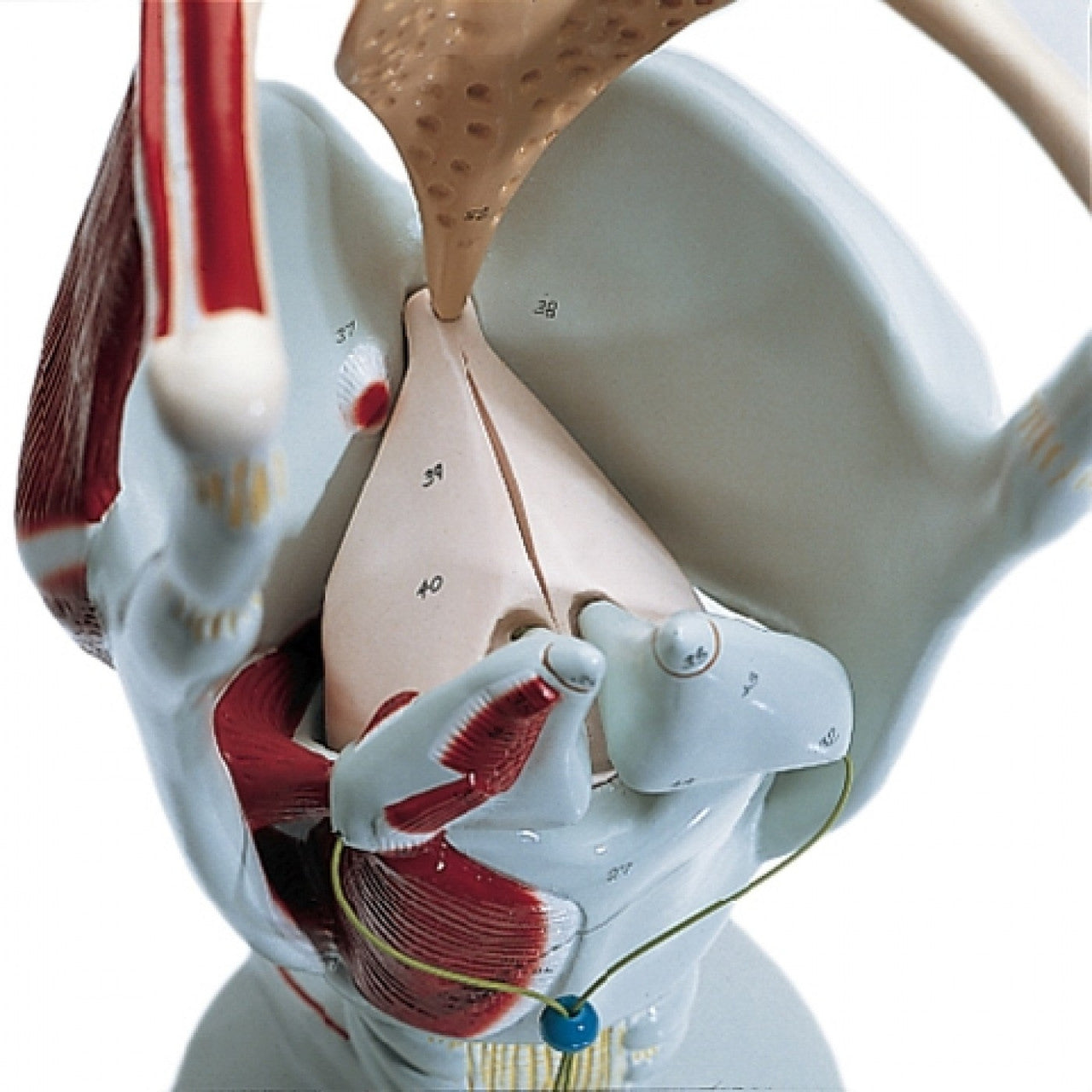 Giant Functional Larynx Model (4 times life size)