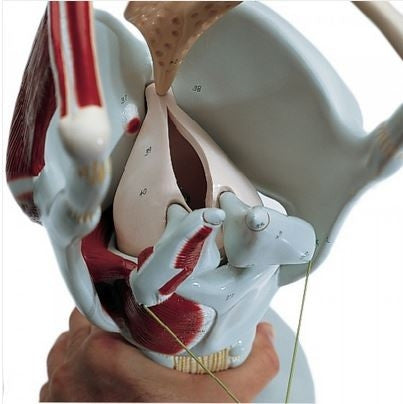 Giant Functional Larynx Model (4 times life size)