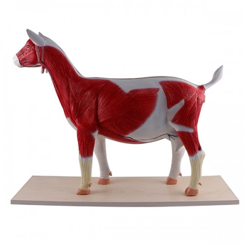 Goat Anatomy Model (12 part)
