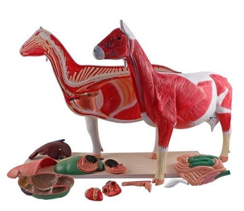 Goat Anatomy Model (12 part)