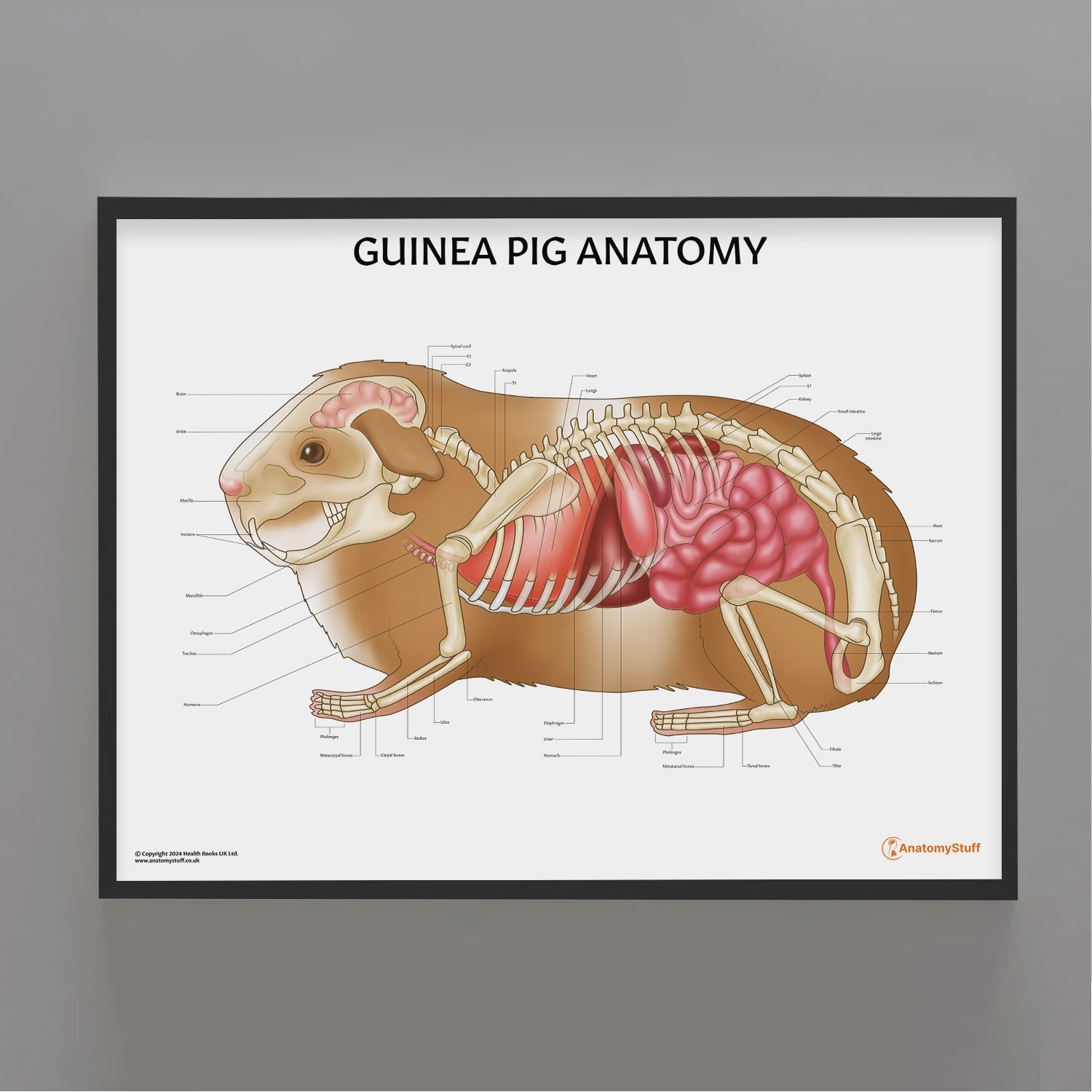 Guinea Pig Anatomy Chart / Poster - Part of Collection