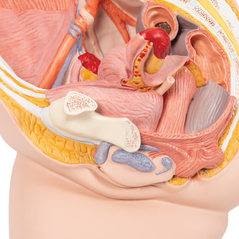 Female Pelvis with Bladder Anatomical Model (2 part)