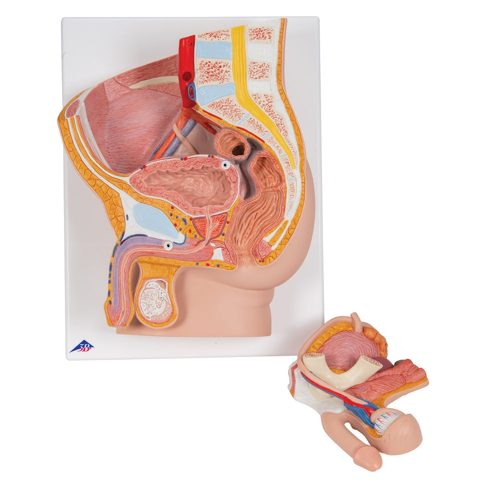 Male Pelvis with Bladder Anatomical Model (2 part)