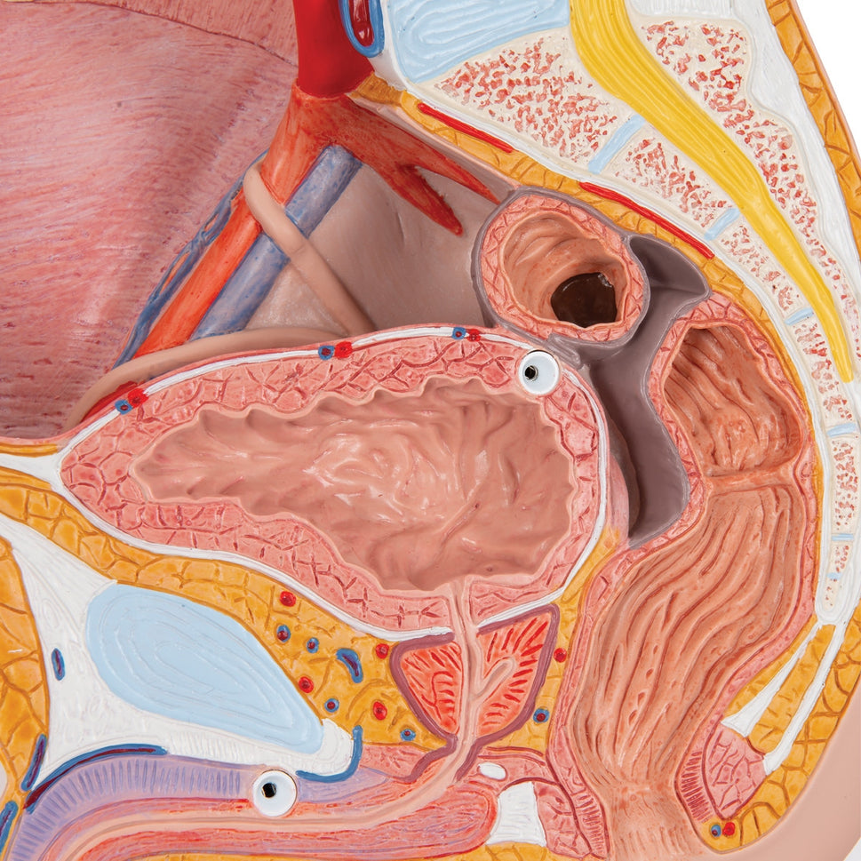 Male Pelvis with Bladder Anatomical Model (2 part)