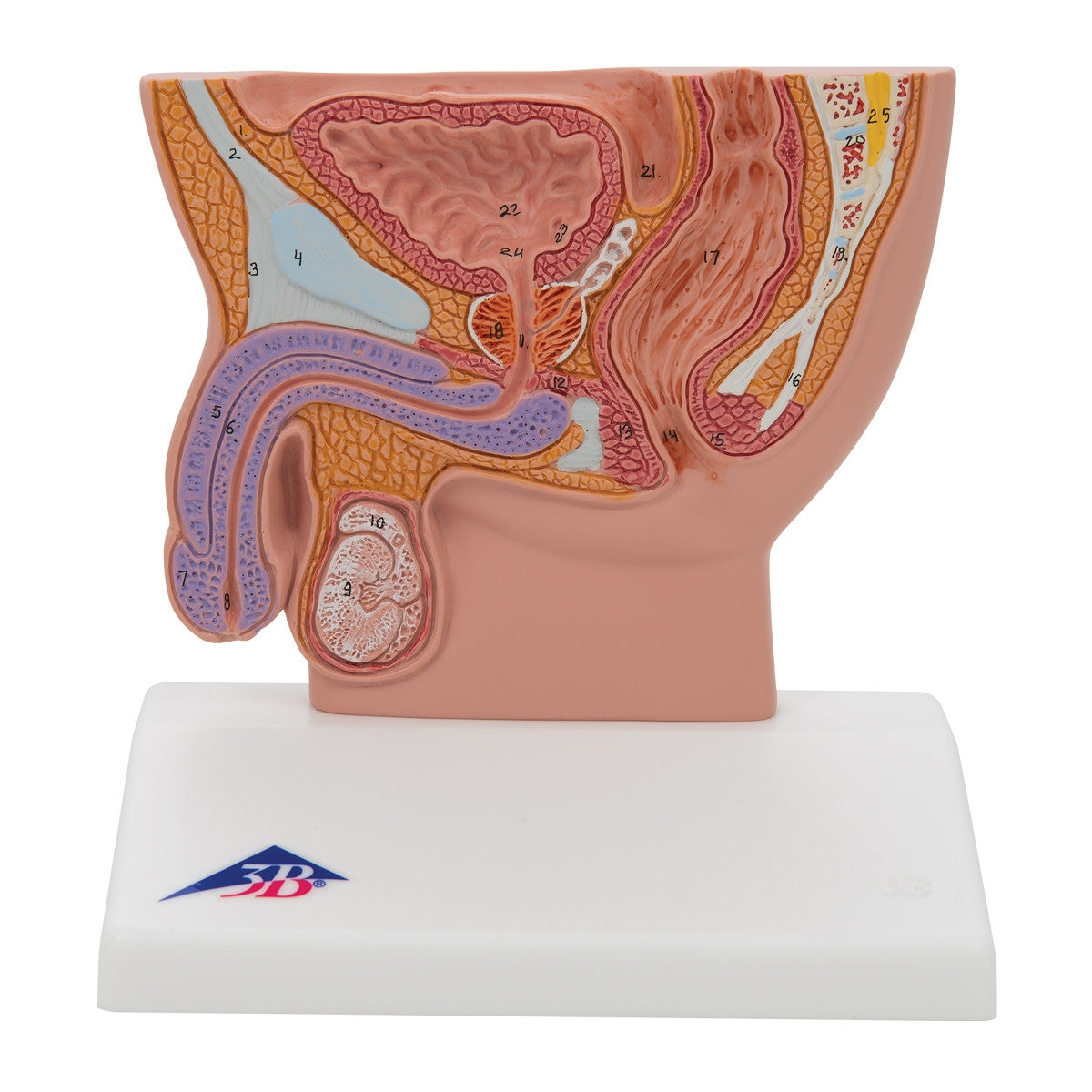 Male Pelvis Section Model (1/2 life size)