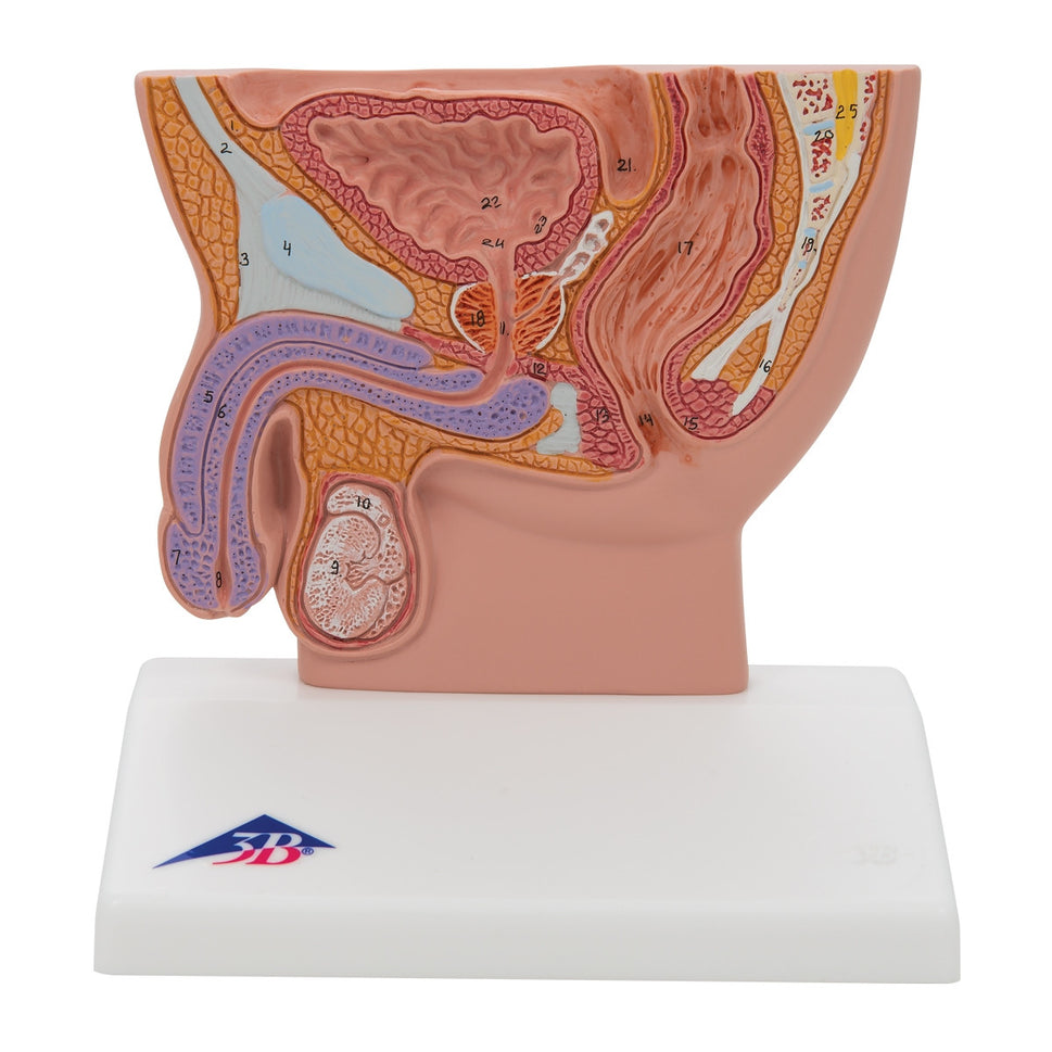 Male Pelvis Section Model (1/2 life size)