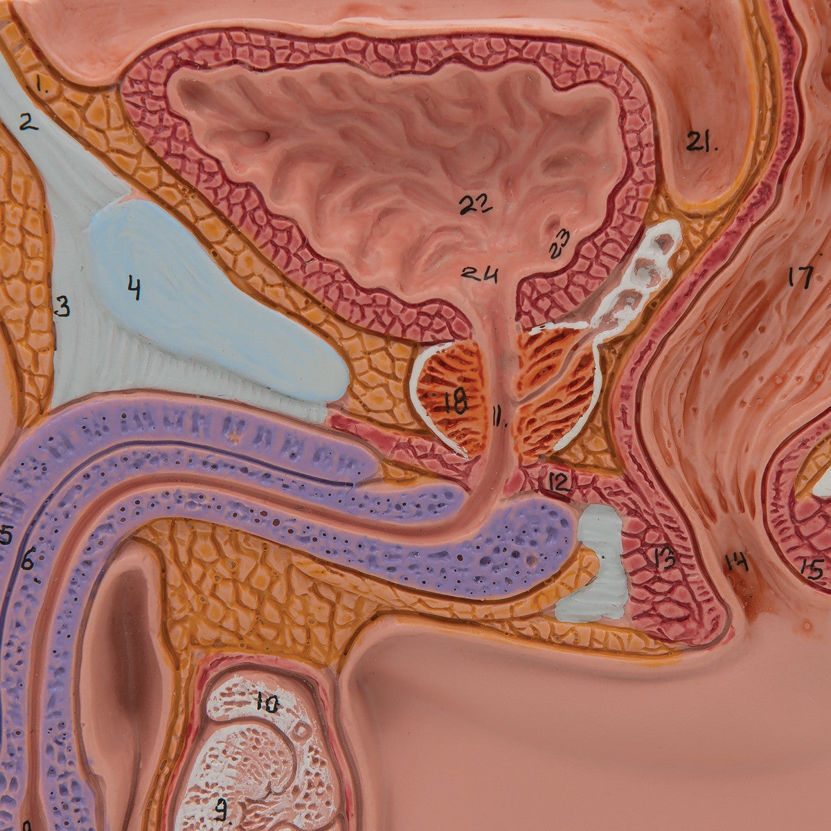 Male Pelvis Section Model (1/2 life size)