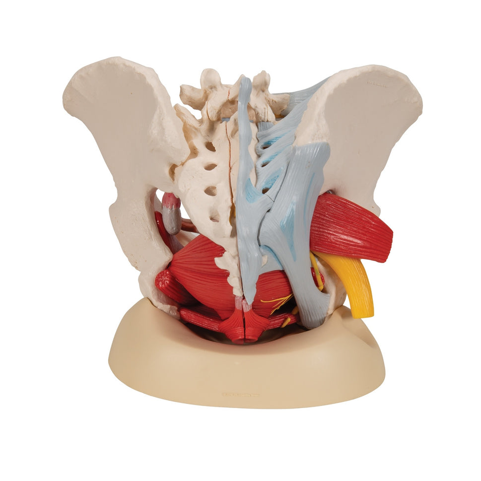 Female Pelvis Model with Ligaments,  Vessels, Nerves and Organs