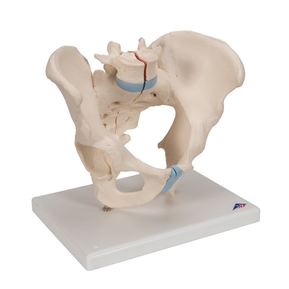 Male Pelvis Model (3 part)