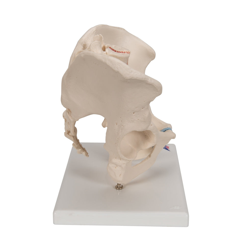 Male Pelvis Model (3 part)