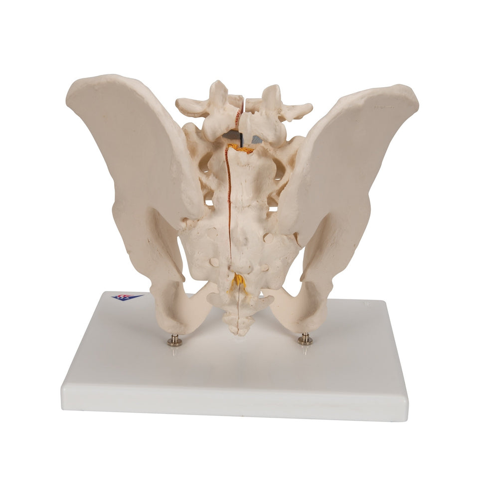 Male Pelvis Model (3 part)