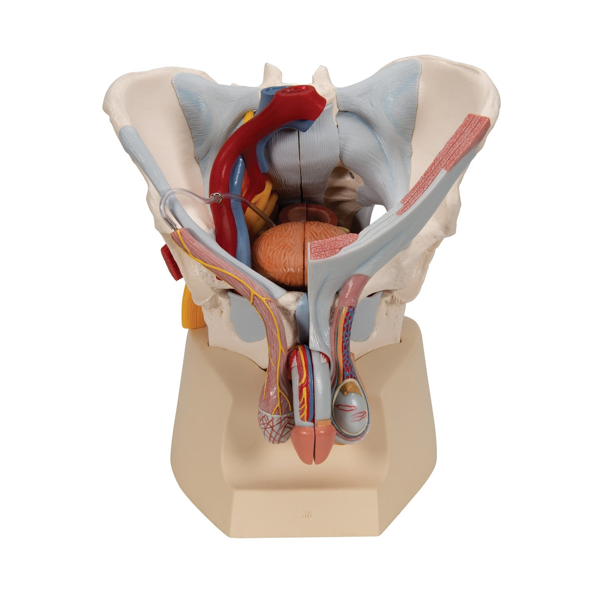 Male Pelvis Model with Ligaments 1013282