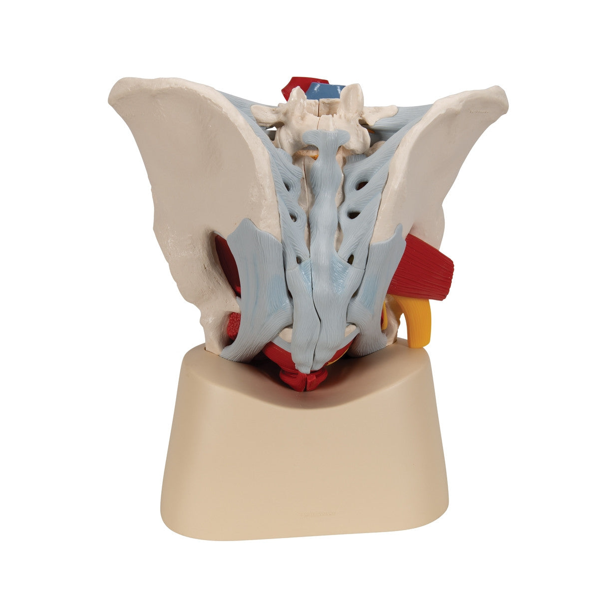 Male Pelvis Model with Ligaments, Vessels, Nerves, Pelvic Floor and Organs (7 parts)