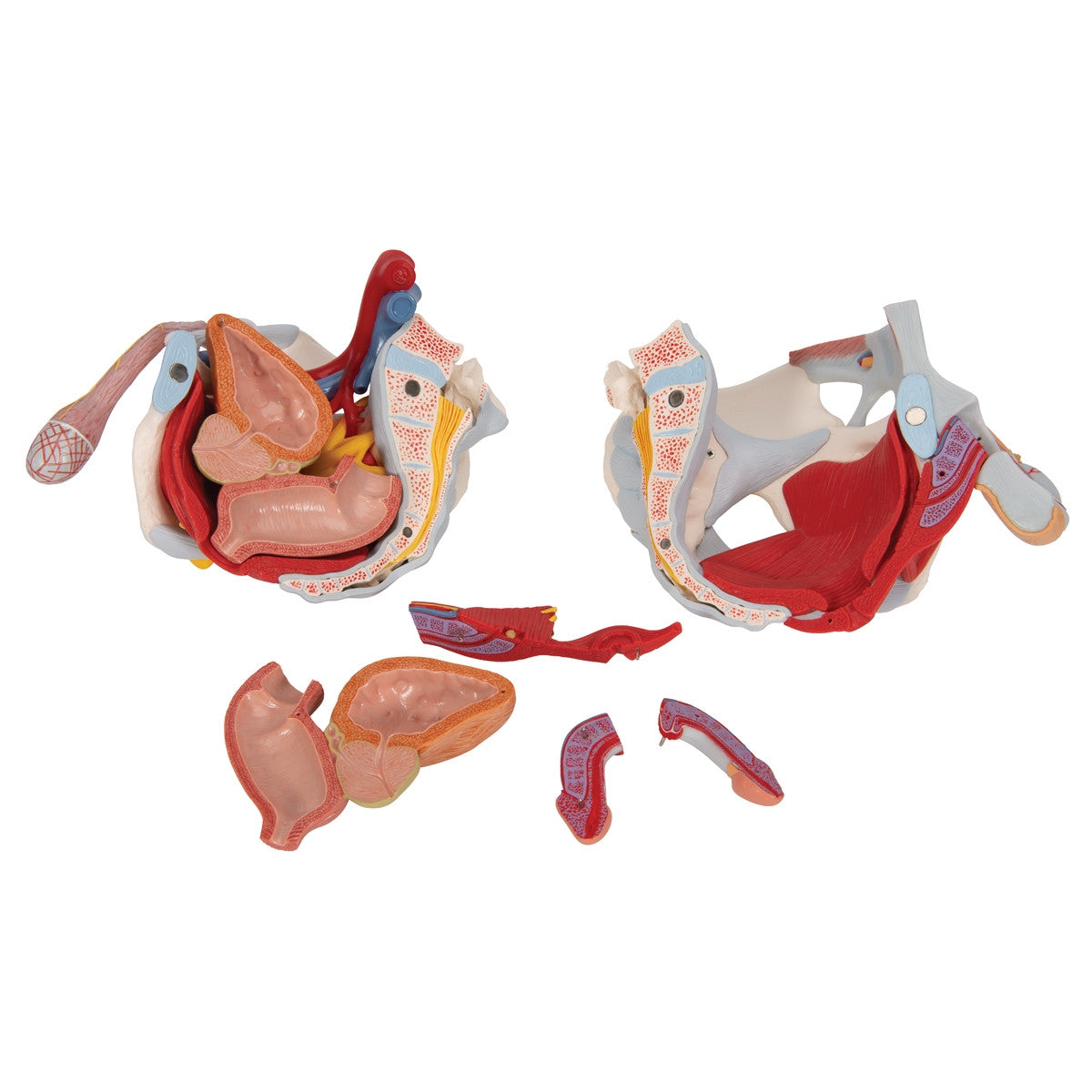 Male Pelvis Model with Ligaments, Vessels, Nerves, Pelvic Floor and Organs (7 parts)