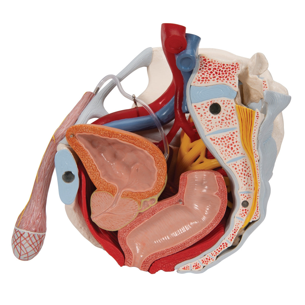 Male Pelvis Model with Ligaments, Vessels, Nerves, Pelvic Floor and Organs (7 parts)