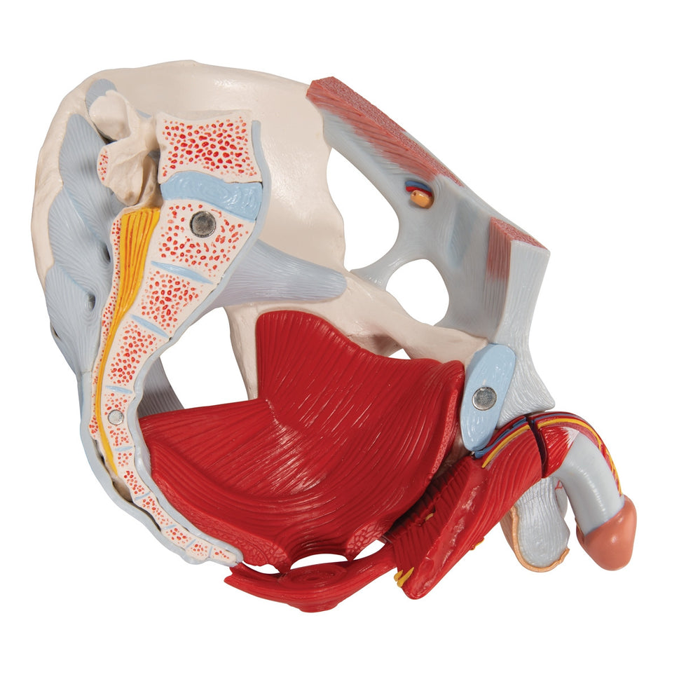 Male Pelvis Model with Ligaments, Vessels, Nerves, Pelvic Floor and Organs (7 parts)