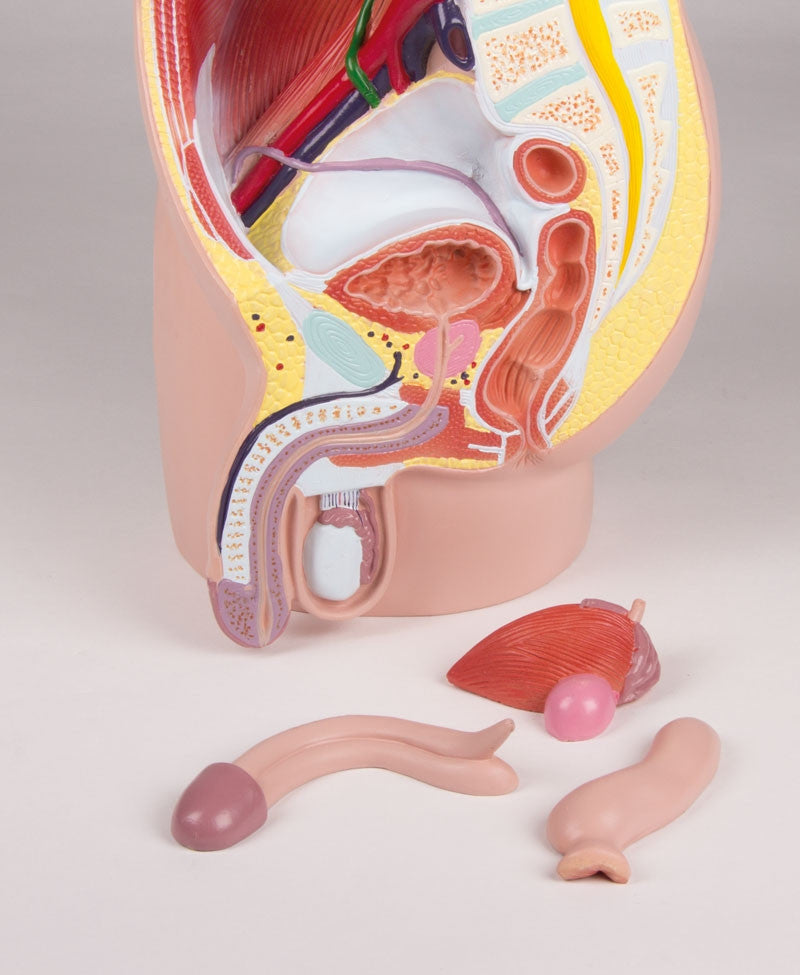 Male Pelvis Section Model (4 part)