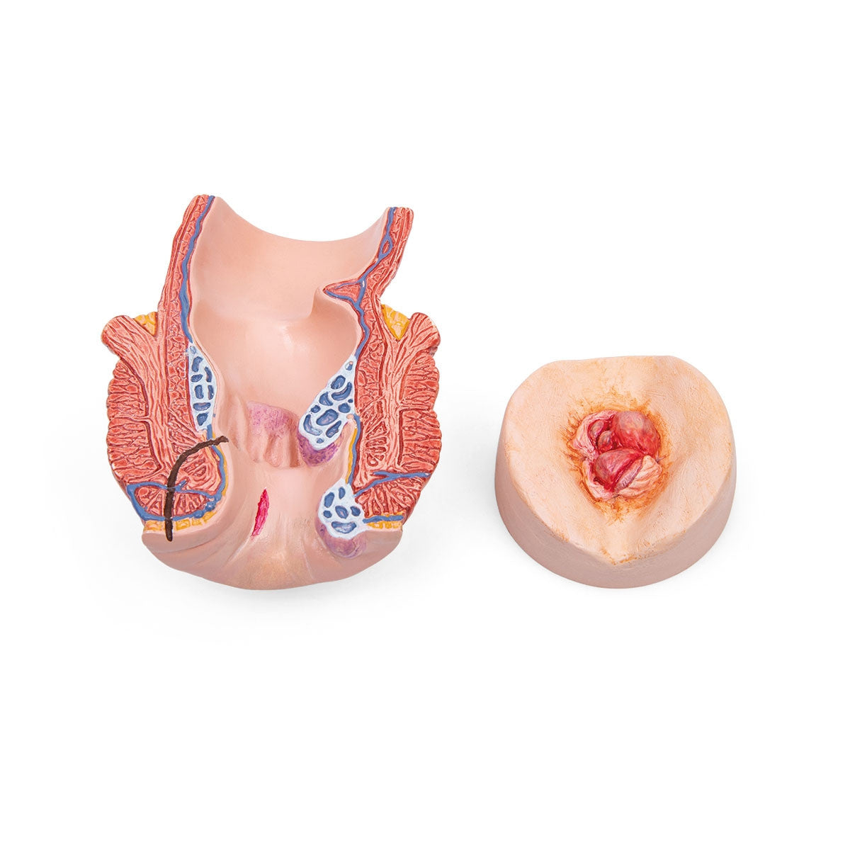 Bowel Care and Enema Trainer