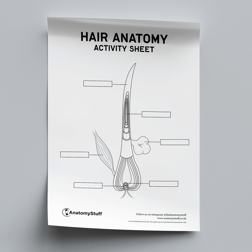 Hair Anatomy Activity Sheet PDF