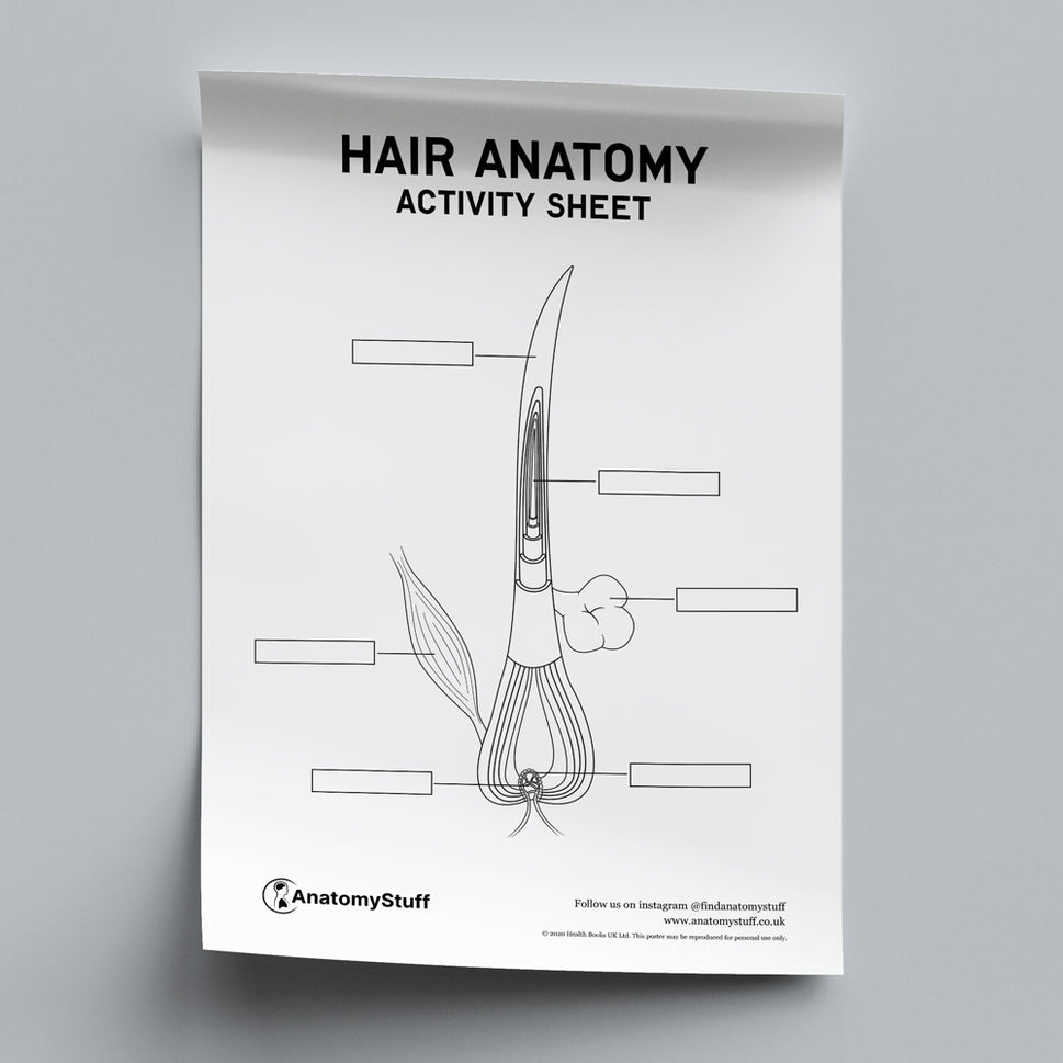 Hair Anatomy Activity Sheet PDF