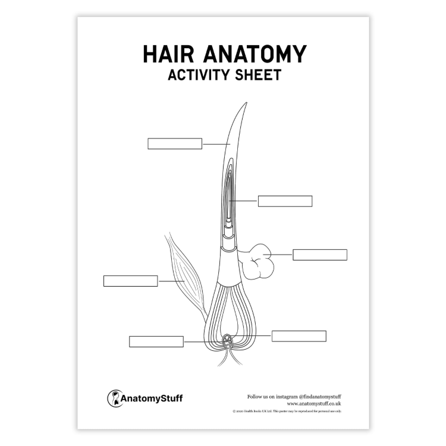 Hair Anatomy Activity Sheet PDF