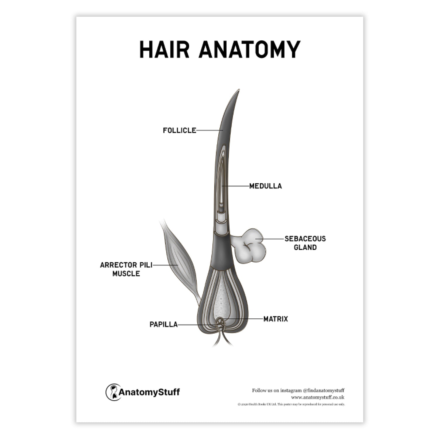 Hair Anatomy Poster PDF