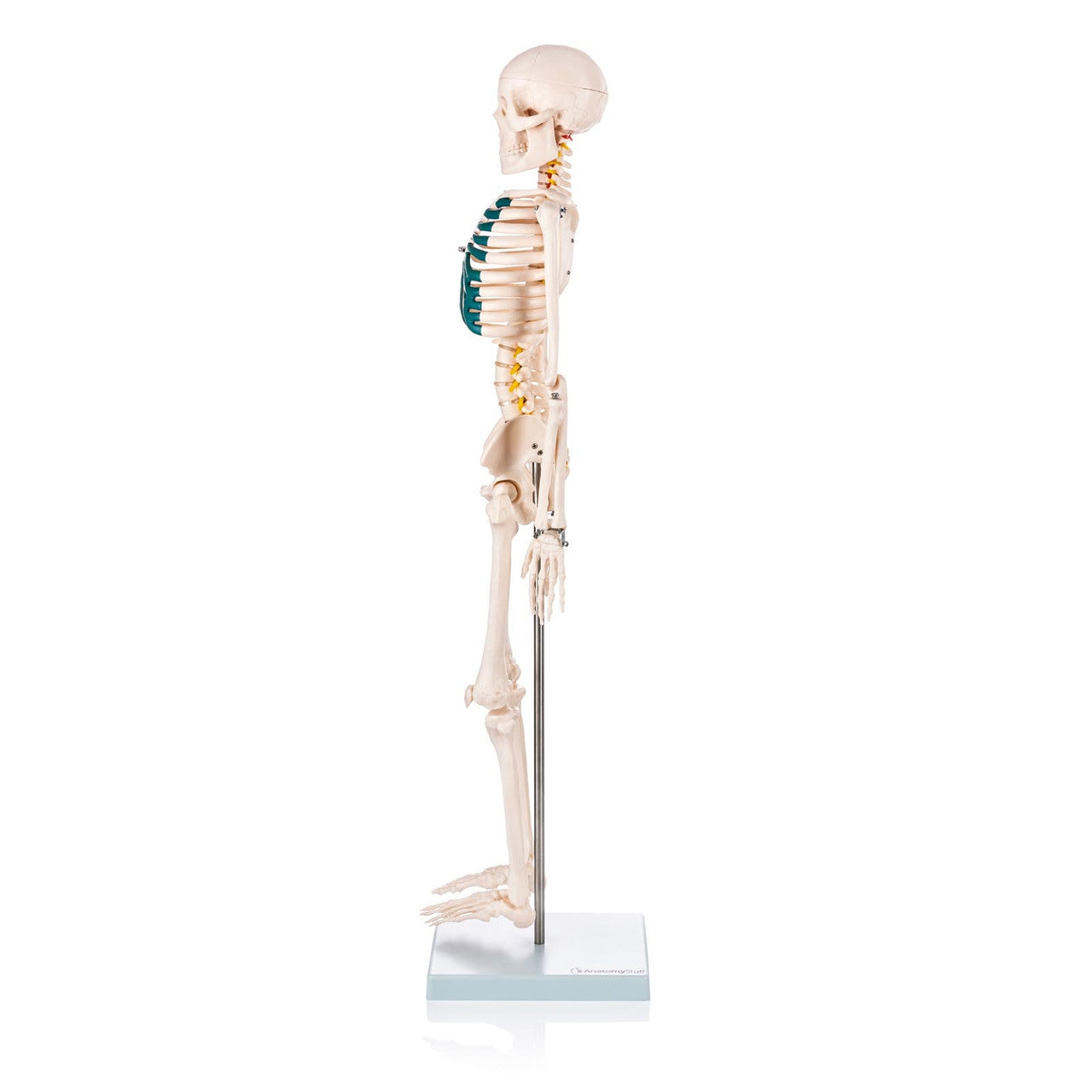 Budget Half Size Skeleton Model with Spinal Nerves