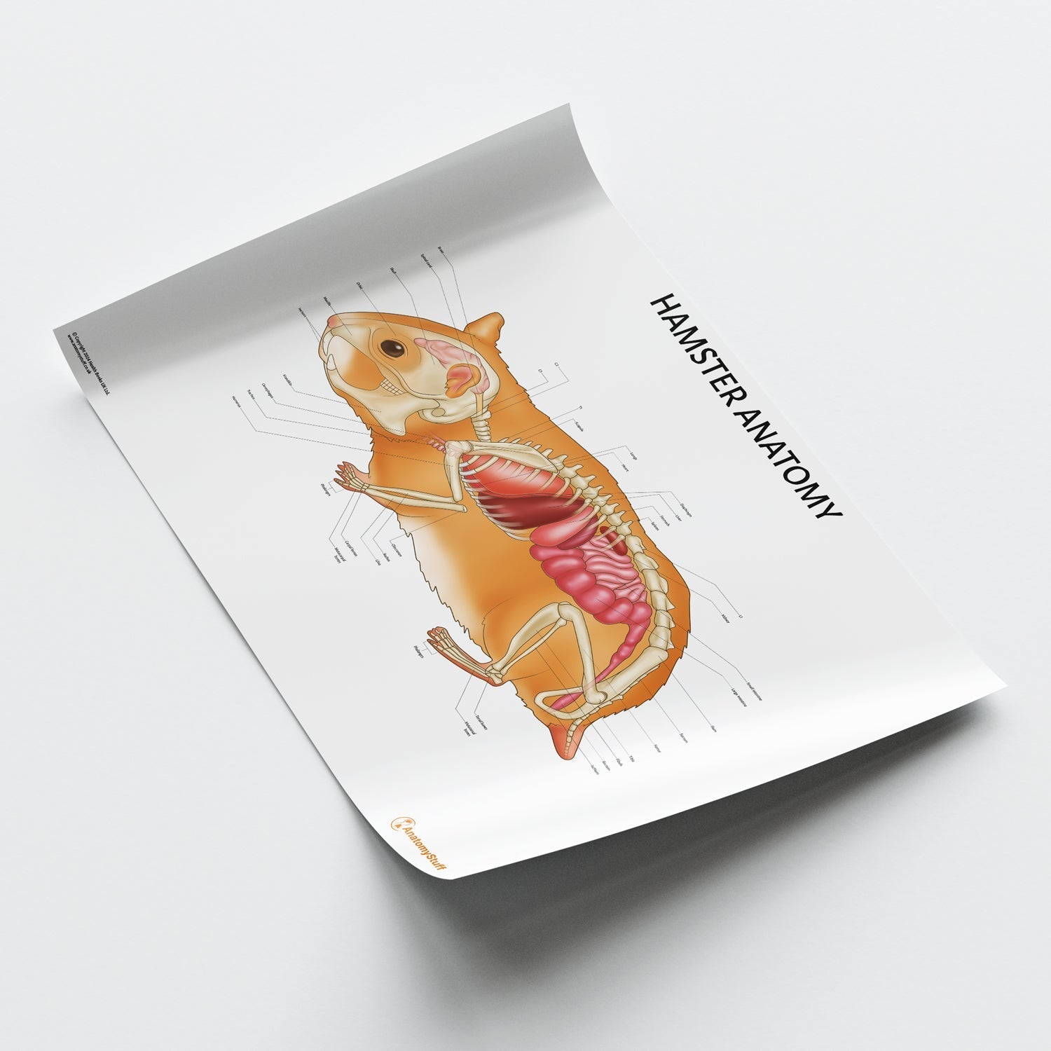 Hamster Anatomy Chart / Poster - Part of Collection