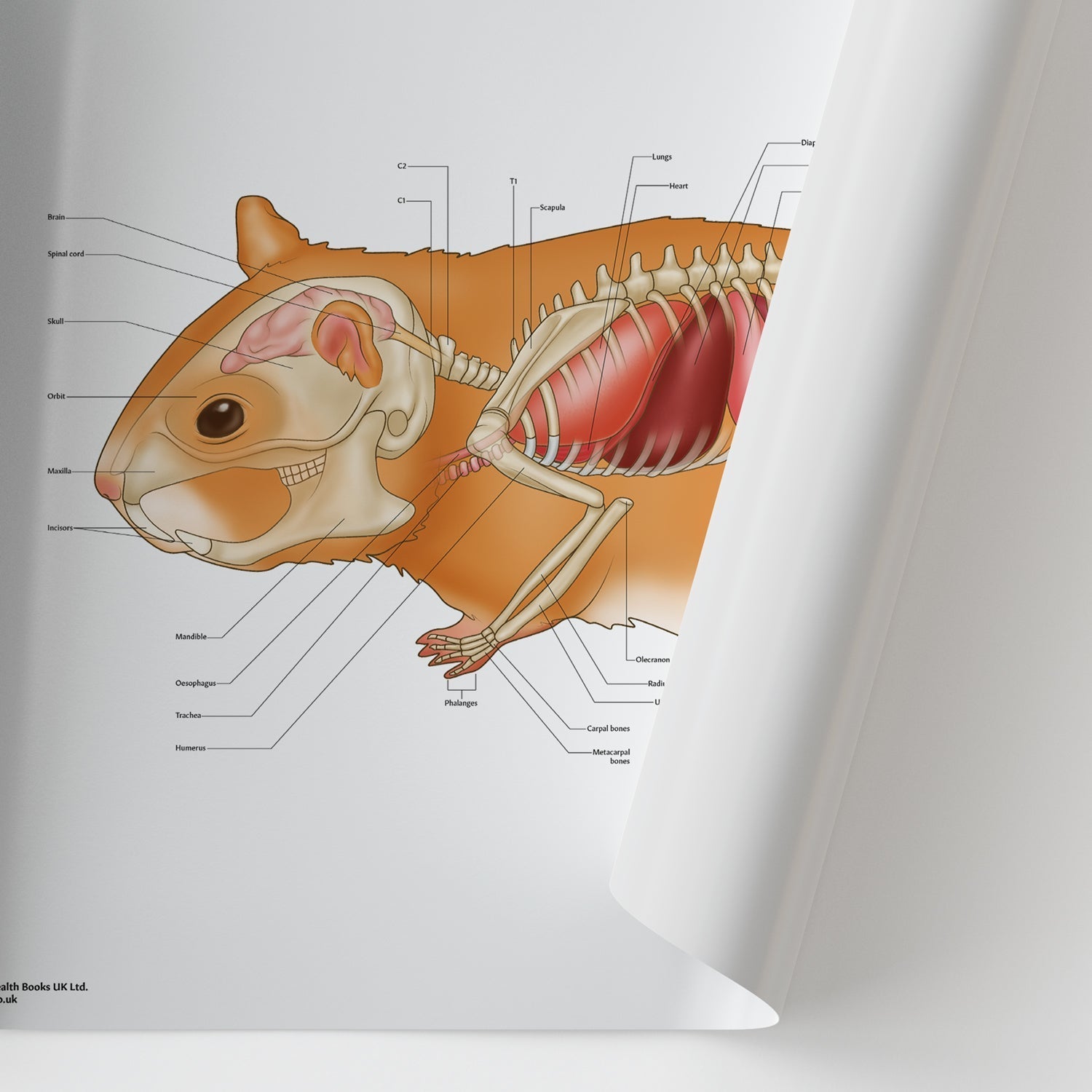 Hamster Anatomy Chart / Poster - Part of Collection
