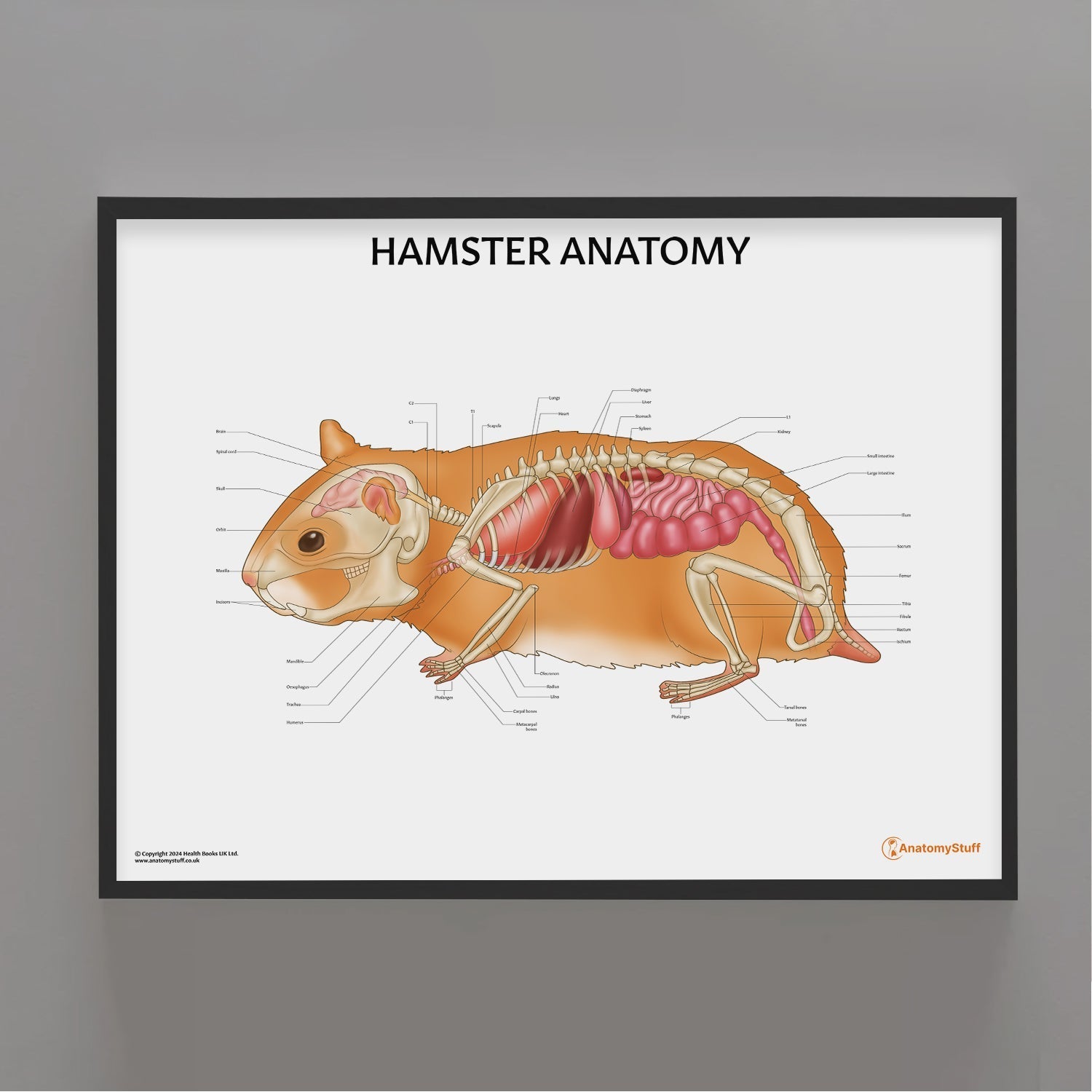 Hamster Anatomy Chart / Poster - Part of Collection
