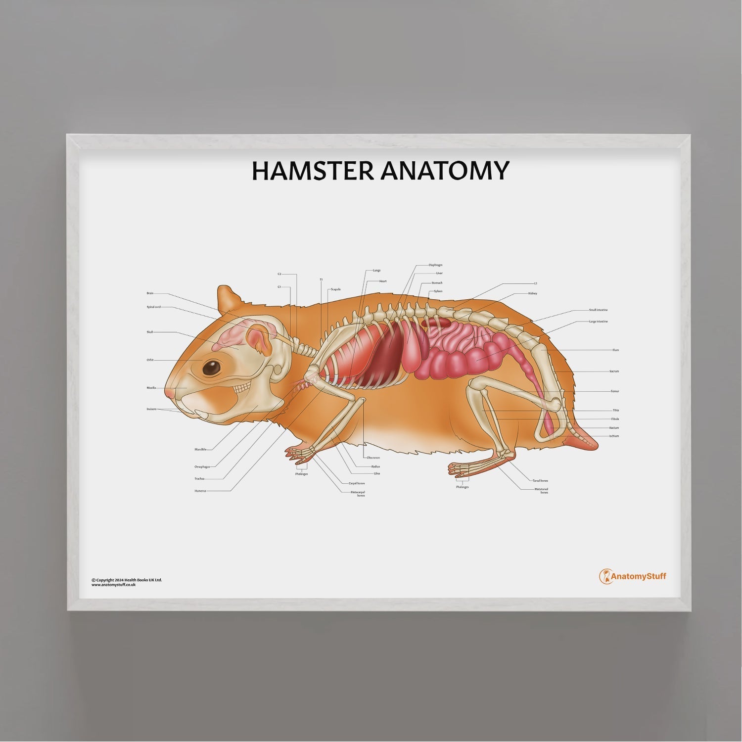 Hamster Anatomy Chart / Poster - Part of Collection