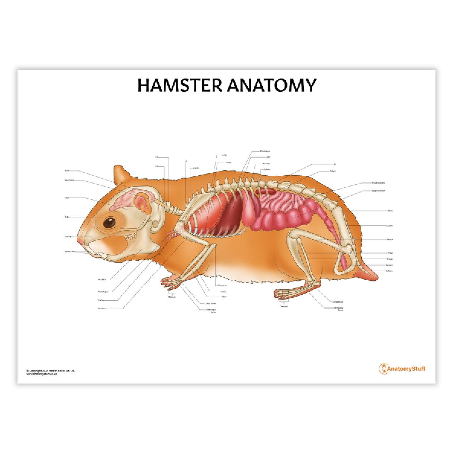 Hamster Anatomy Chart / Poster - Part of Collection