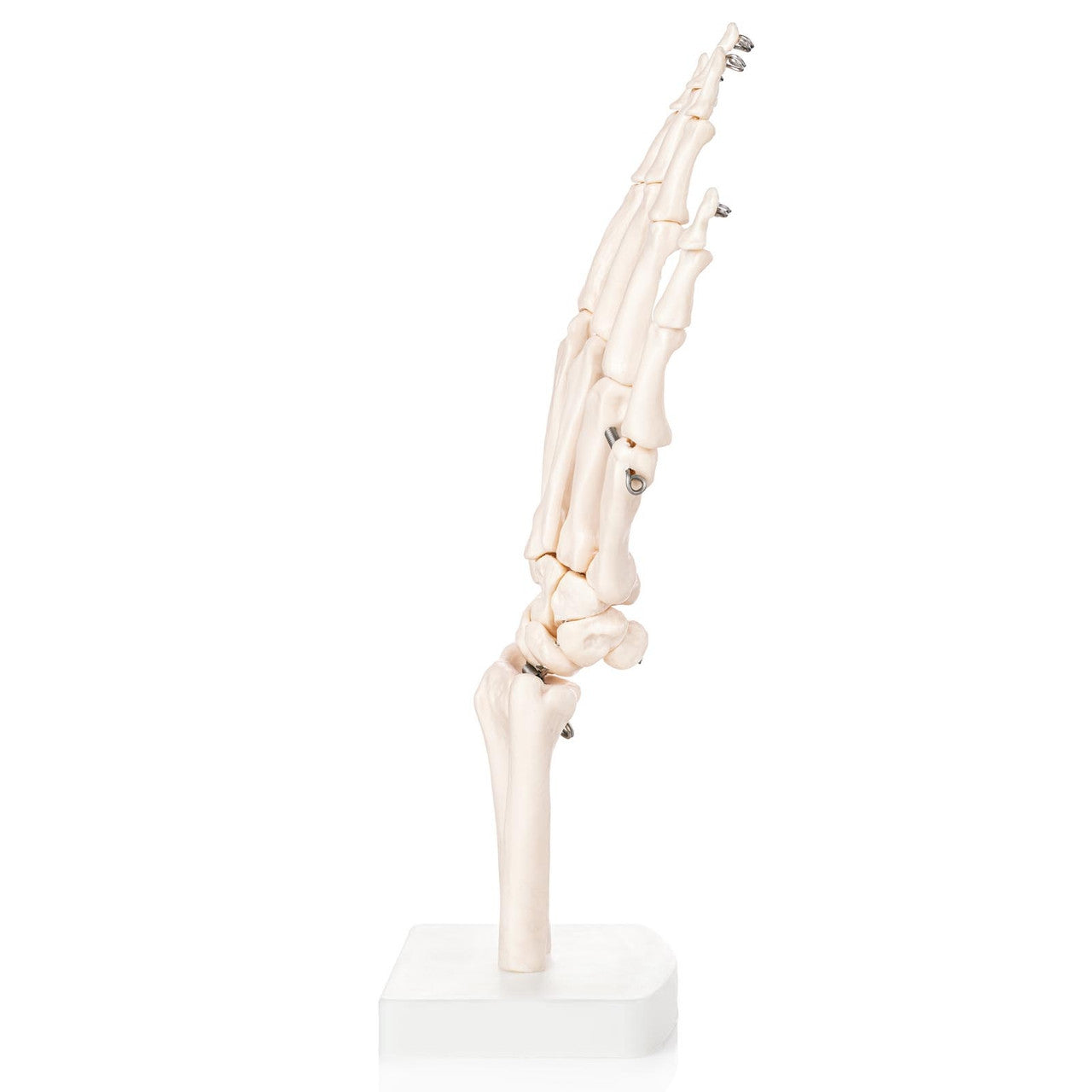 Budget Hand and Wrist Joint Model