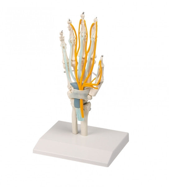 Hand Skeleton Model with Tendons, Nerves and Carpal Tunnel