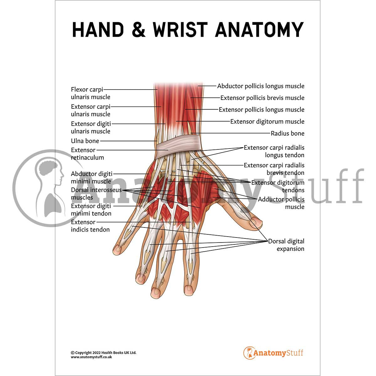 Hand & Wrist Anatomy Poster / Worksheet (Interactive & Printable PDF)