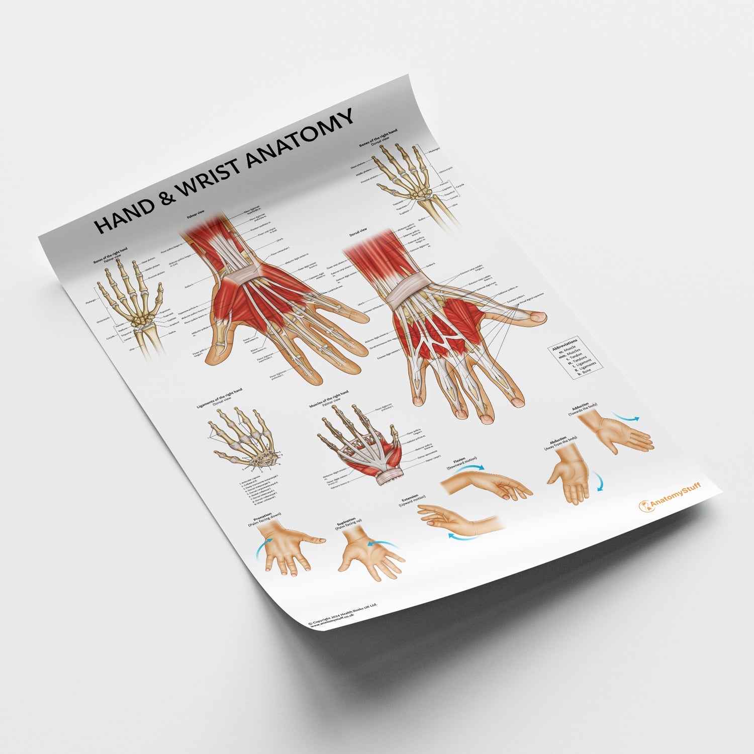 Hand & Wrist Anatomy Chart / Poster - Part of Collection