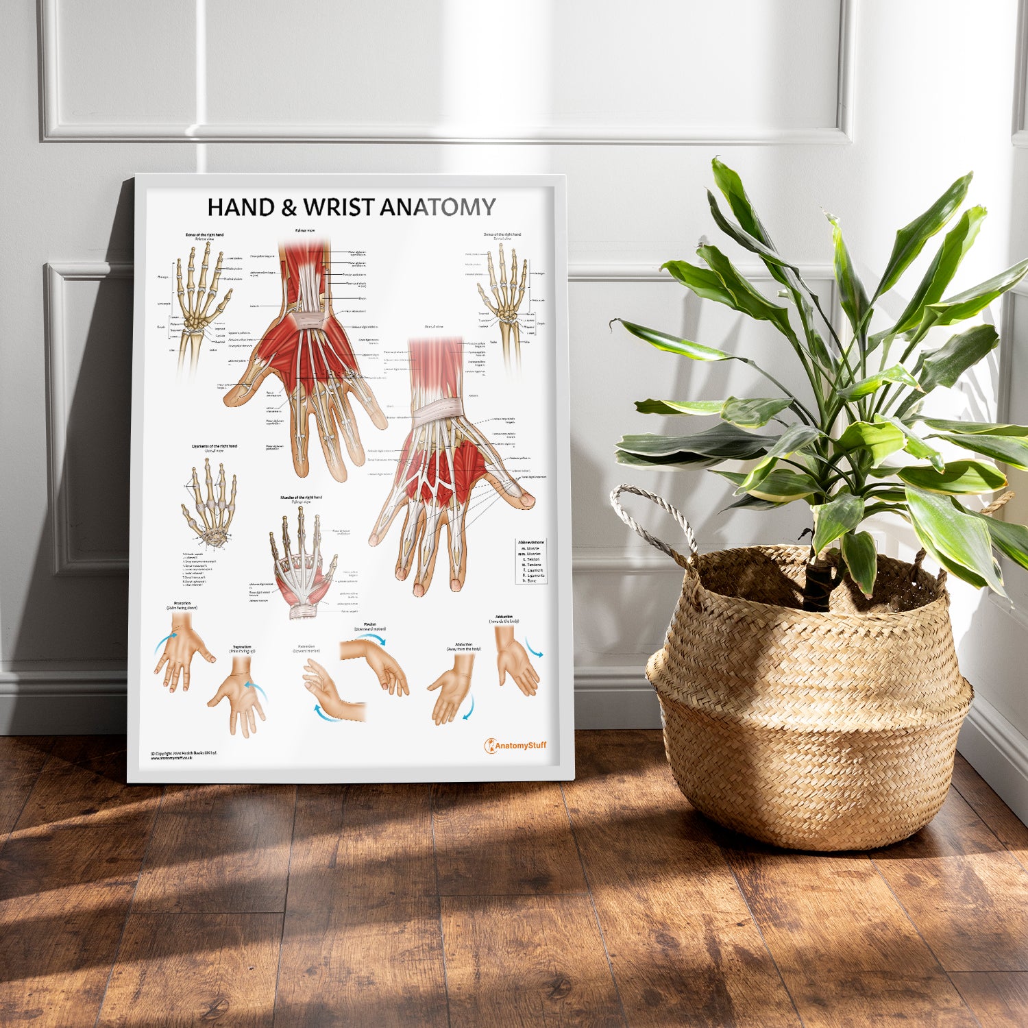 Hand & Wrist Anatomy Chart / Poster - Part of Collection