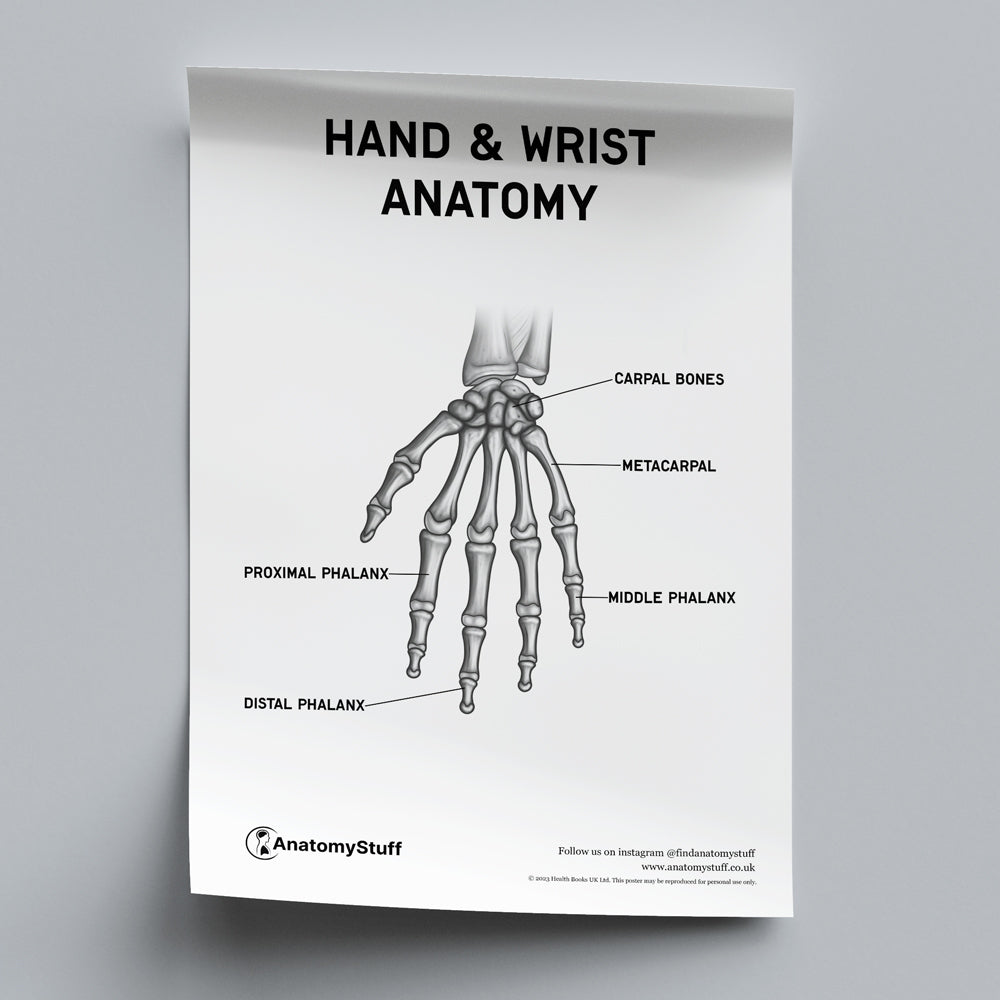 Hand & Wrist Anatomy Poster PDF