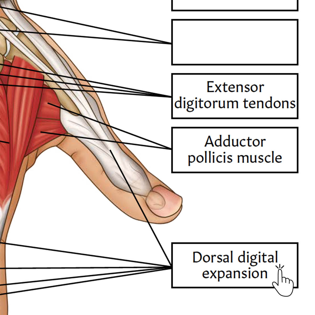 Hand & Wrist Anatomy Poster / Worksheet (Interactive & Printable PDF)