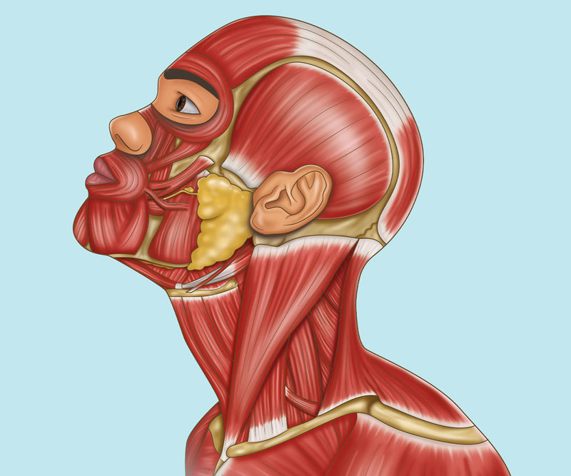 Head & Neck Anatomy