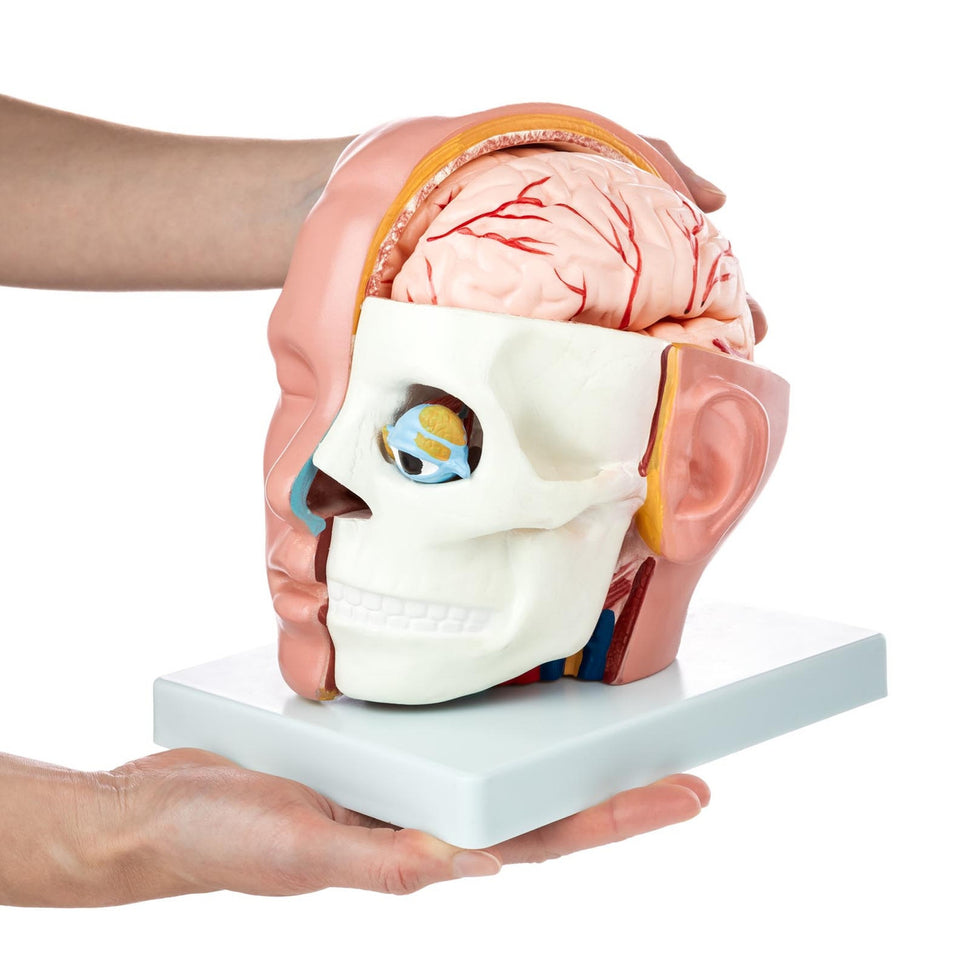 Budget Head Model with Brain (10 parts)