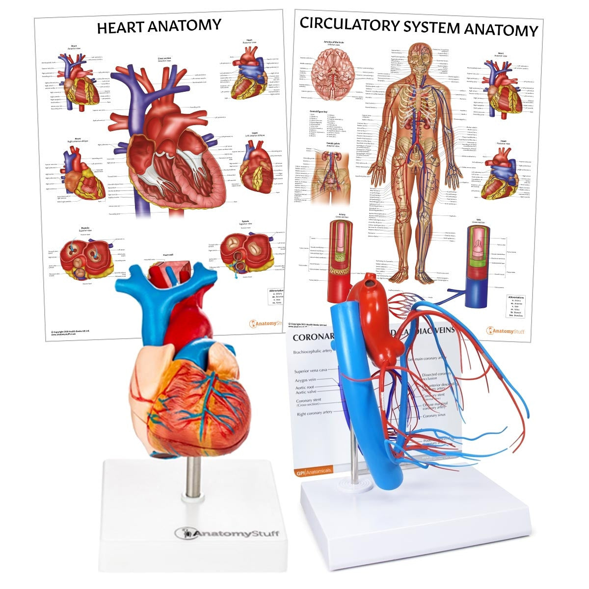 Heart Anatomy Collection