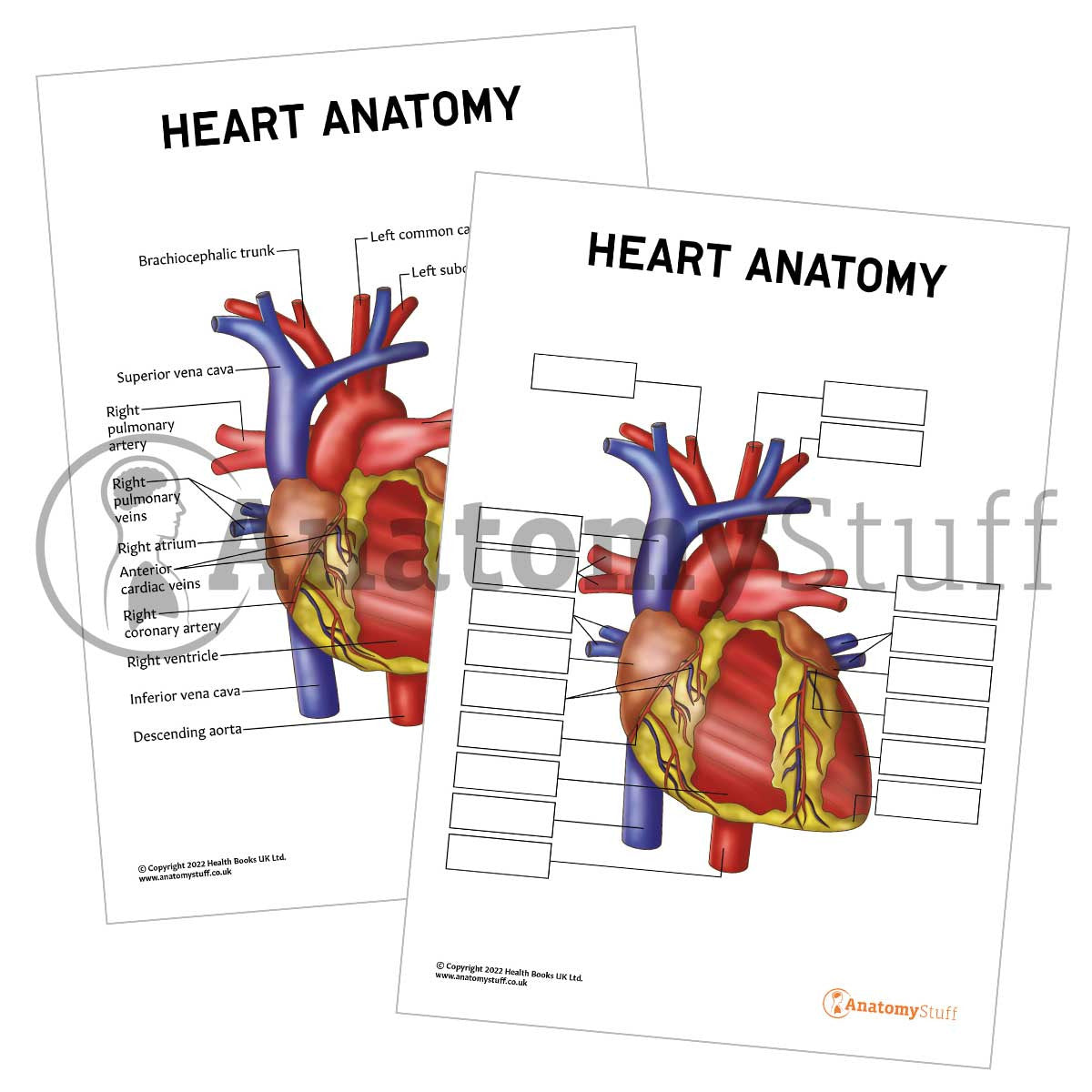 Printable Heart Anatomy Poster / Worksheet